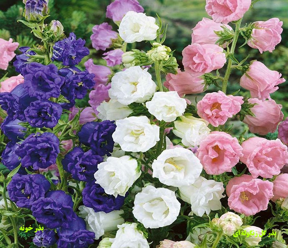 بذر گل زنگوله ای رنگارنگ آمریکایی